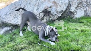 English Bulldog