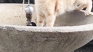 КОТКИ 27