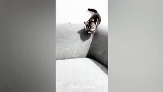 New Funny Videos 2023
