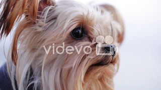 Small dog
