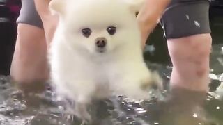 Baby Dogs ???? Cute and Funny Dog Videos Compilation #13 | 30 Minutes of Funny Puppy Videos