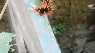 Caterpillar 3