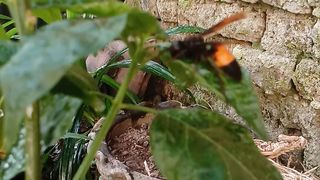 Wasps and leaves