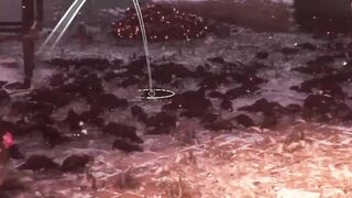 Amicia Defeat Plague Rats - A Plague Tale Innocence