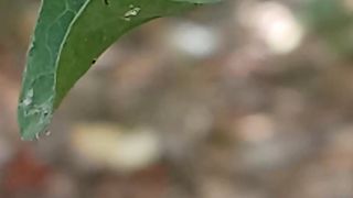 Flies and leaves
