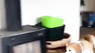 Funny dog