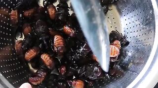 So delicious eat bettle