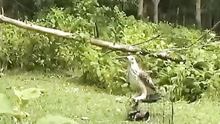 Hunting eagle gets trapped
