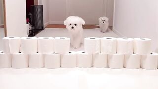 Sweet Dog