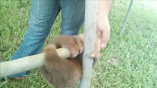 Baby Sloths Being Sloths - FUNNIEST Compilation