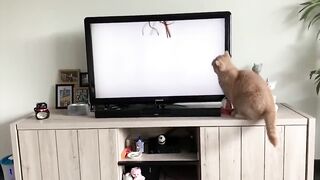 Funny cat video