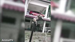 SUGAR GLIDERS Flying - Funny & Cute Compilation