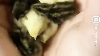 Cutest Baby Animal Videos Compliation