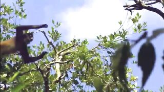 10 Dangerous Animals You Should Run Away From