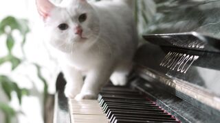❤❤Cute Cat Ever❤❤