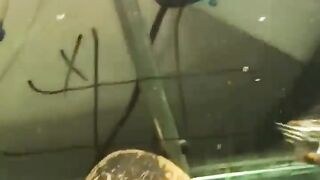 Clip you will see once