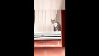 cute cats