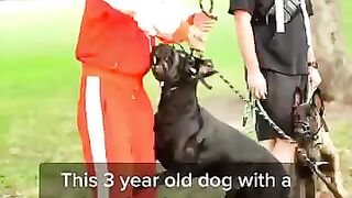 Dog (tiktok)