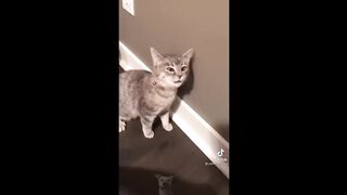 Funny Animal Videos