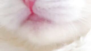 Funny cats mems tiktok ???????????????? videos???????????? on