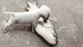 Funny  animals