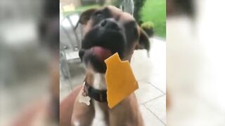 Best Funny Dogs Videos