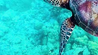 Turtles swimming in the deep blue sea
