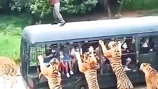 See what the tiger did to this human being
