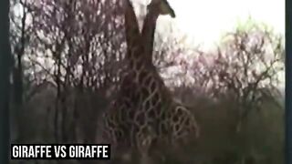 The only craziest animal