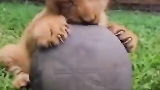 Animal