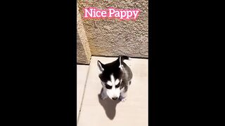 Nice pappy (tiktok)