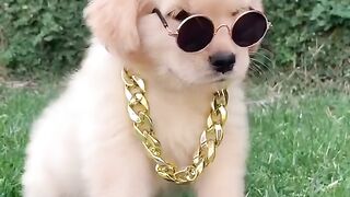 Animal fun (tiktok)