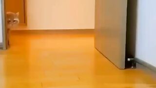 Funniest Cat dance you have ever seen ????