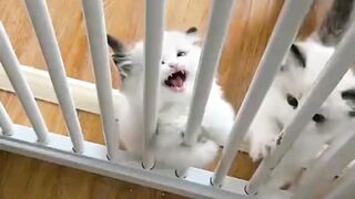 Cutest meows ever