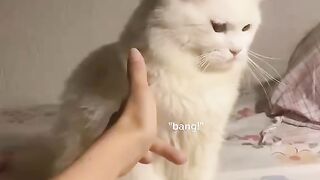 Funny Cat Reaction ????