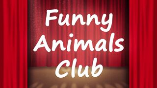Funny Animal Videos 2022