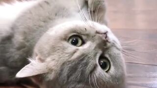 Cat & Duck funny video compilation