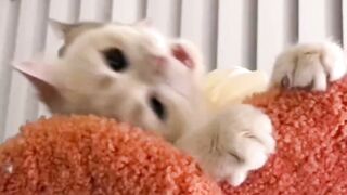 Cutest cat talk ever seen before ????