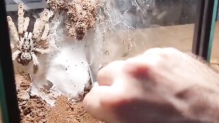 Big spider care her babies