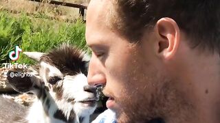 FUNNY GOAT YOU MUST SEE