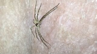 Spiders