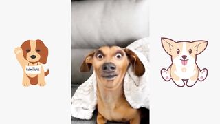 funny pets (tik tok)