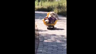 cute puppy(tik tok)