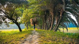 Bangladeshi natural sinary...