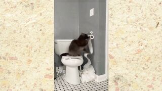 cute pets