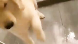 Funniest Cats and Dogs Video I Cat Videos
