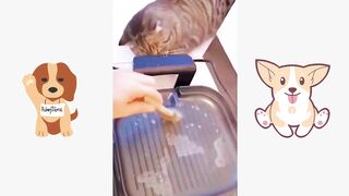 Funny pets video (tik tok)