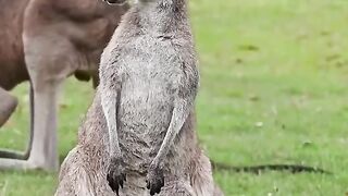 unique kangaroo
