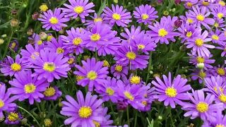 pretty purple flower