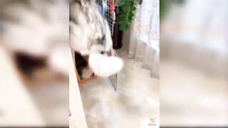 Funny dog cake reaction